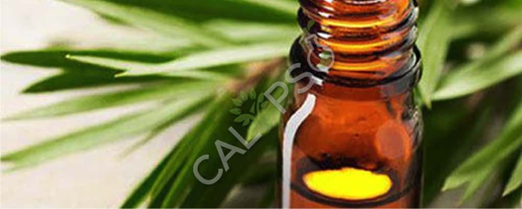 Tea Black Absolute Oil Benefits